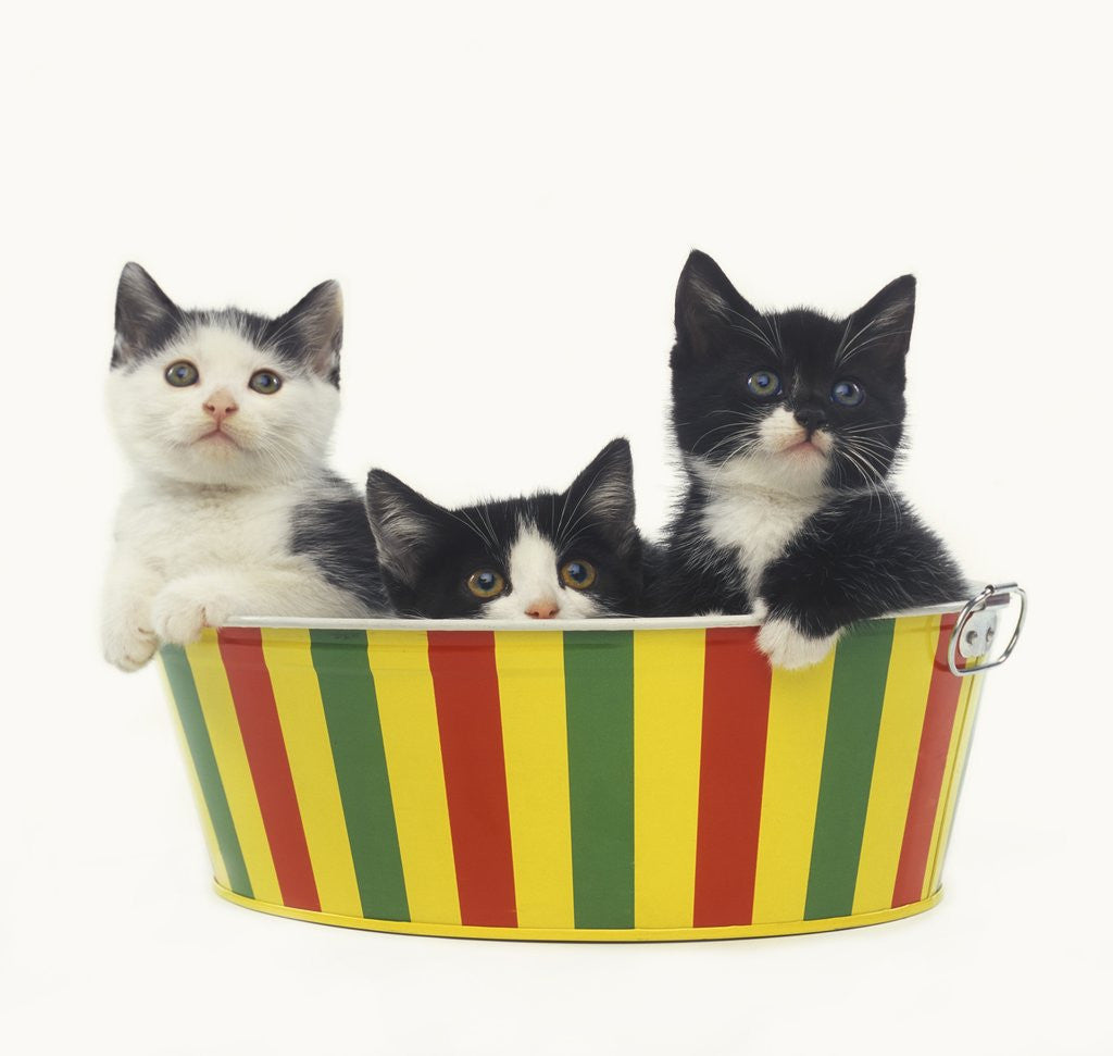 Detail of Three Black and White Kittens Sitting in a Striped Bucket by Anonymous