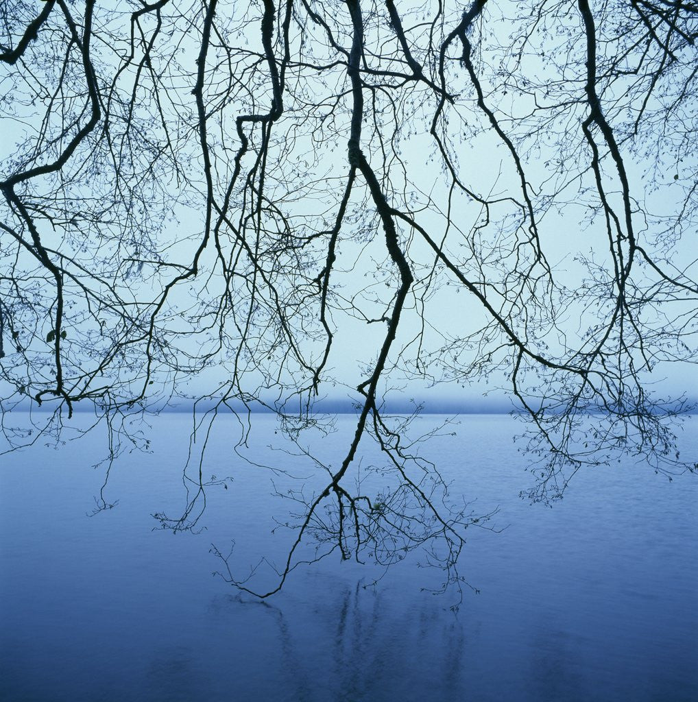 Detail of Tree Branch over Lake by Anonymous