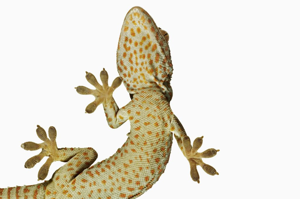Detail of Tokay Gecko From Below by Anonymous