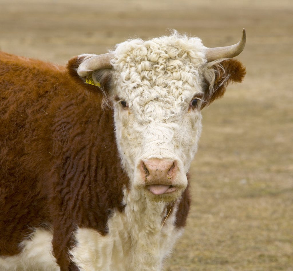 Detail of Hereford Cow on New Zealand's South Island by Anonymous