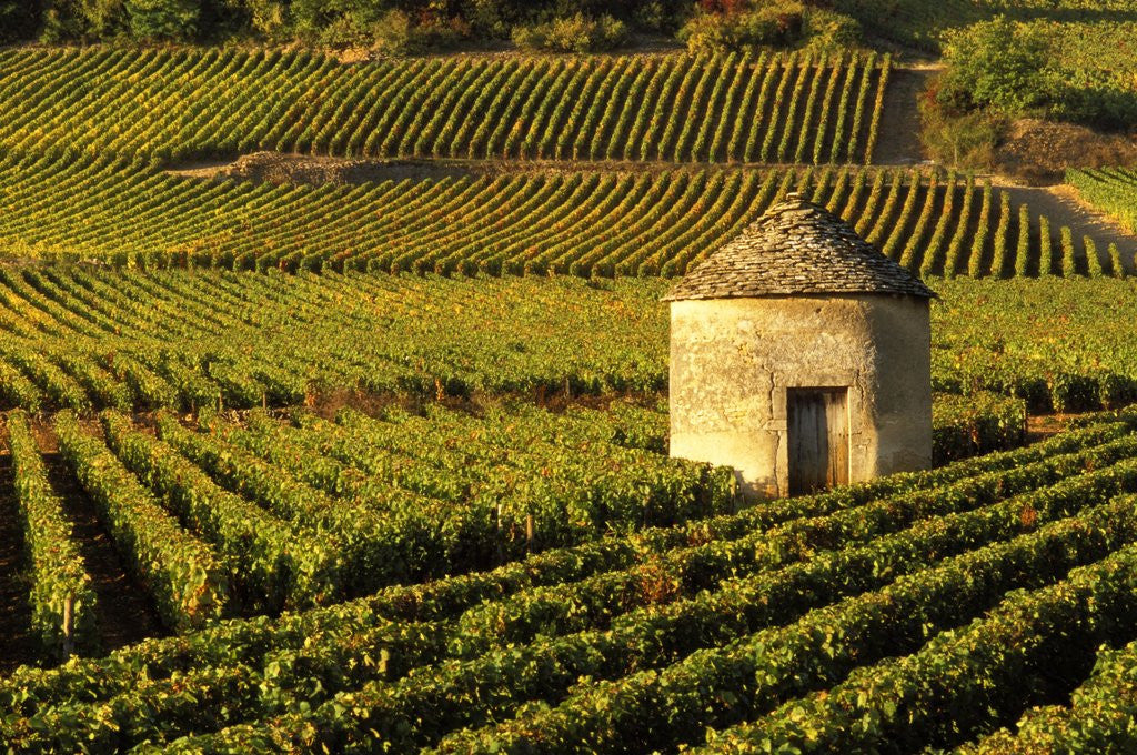 Detail of Round Stone Shelter in Vineyard by Anonymous