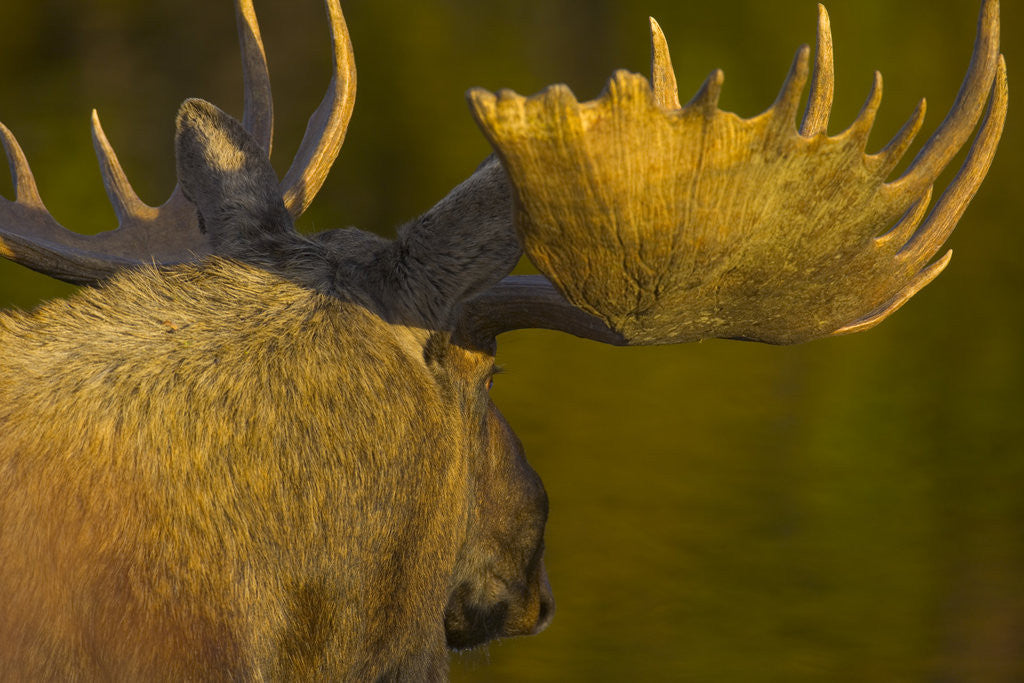 Detail of Close-Up of Moose Bull with Large Antlers by Corbis