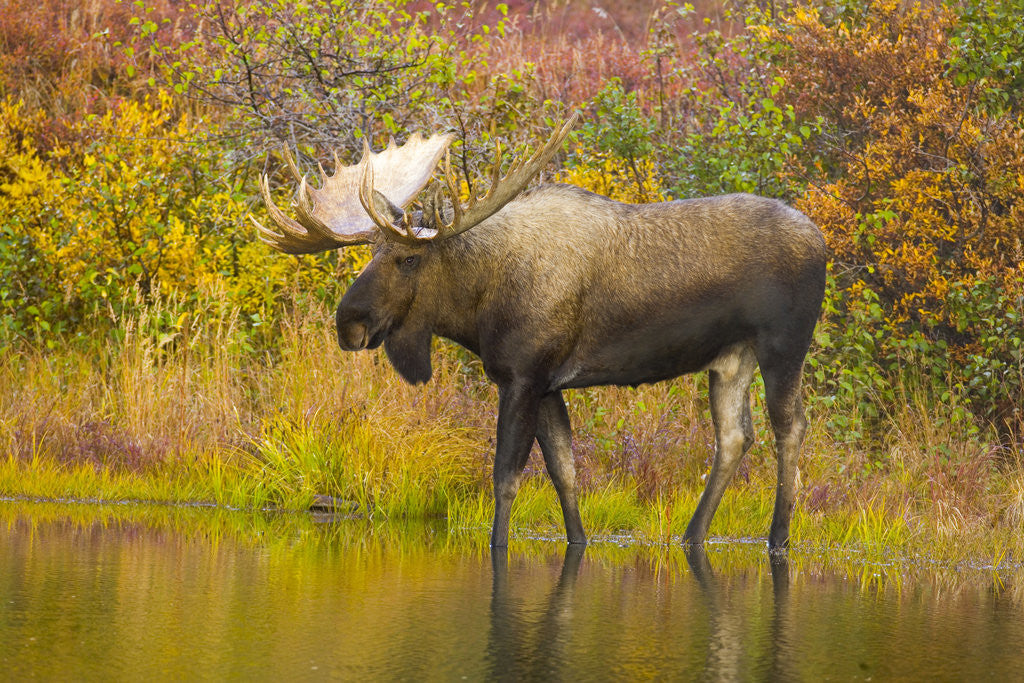 Detail of Moose Bull in Pond in Alaska by Anonymous