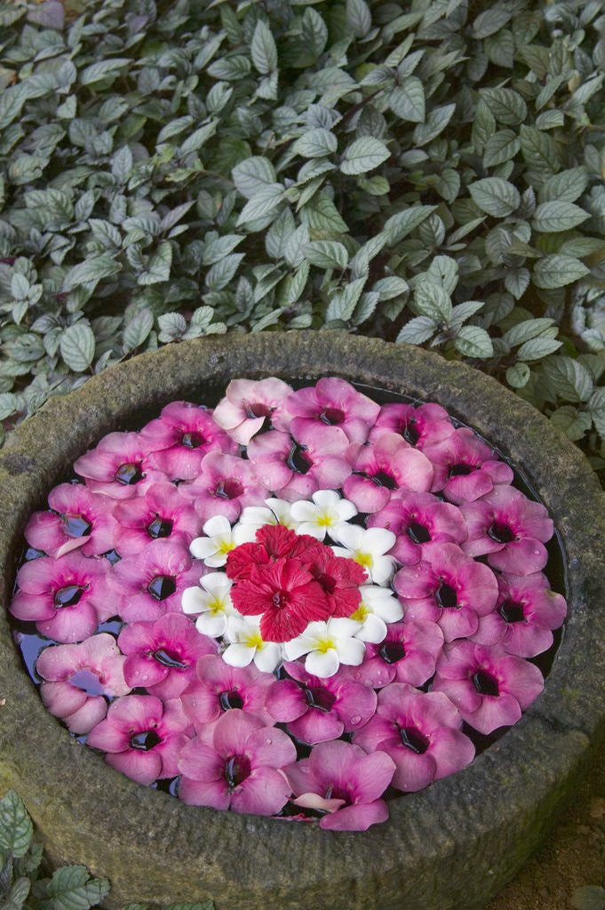 Detail of Stone Bowl Filled with Plumeria Blossoms by Anonymous
