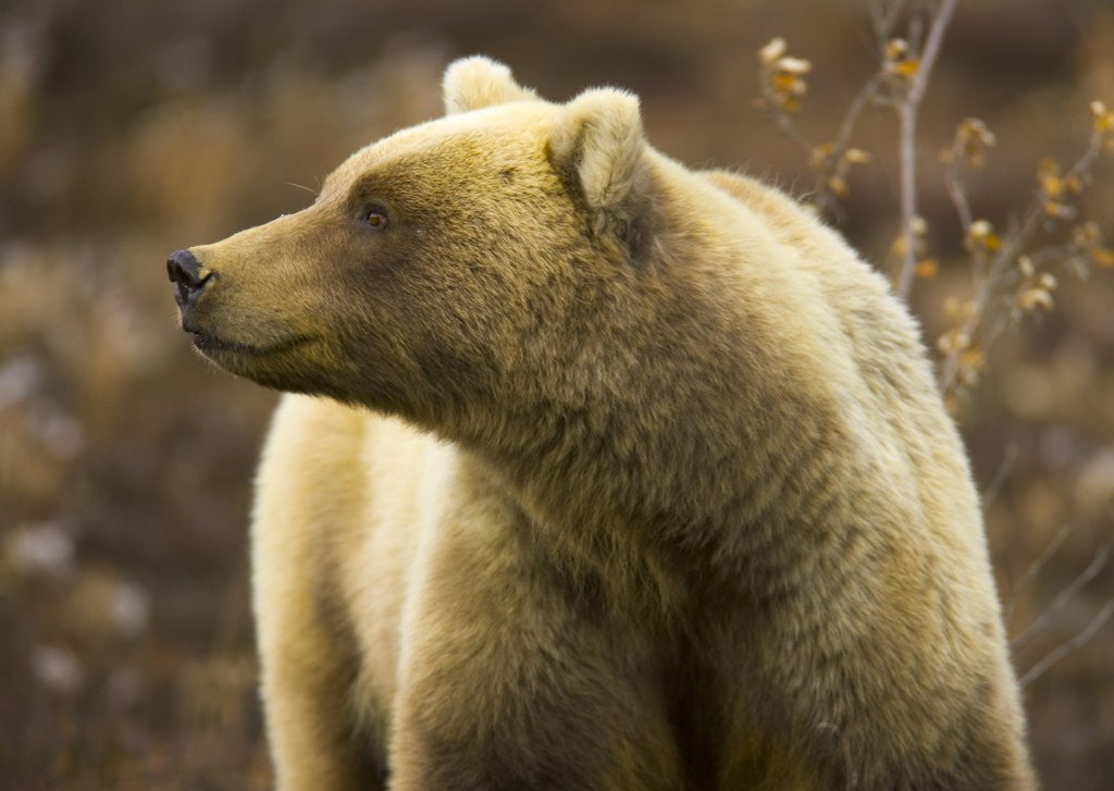 Detail of Grizzly Bear Female in Tundra by Anonymous