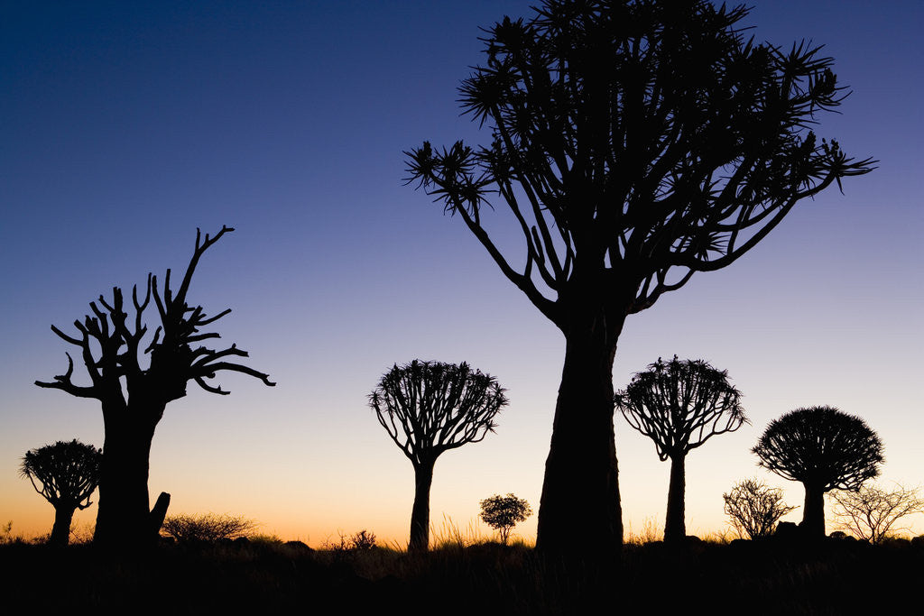 Detail of Silhouettes of Trees at Dusk by Anonymous