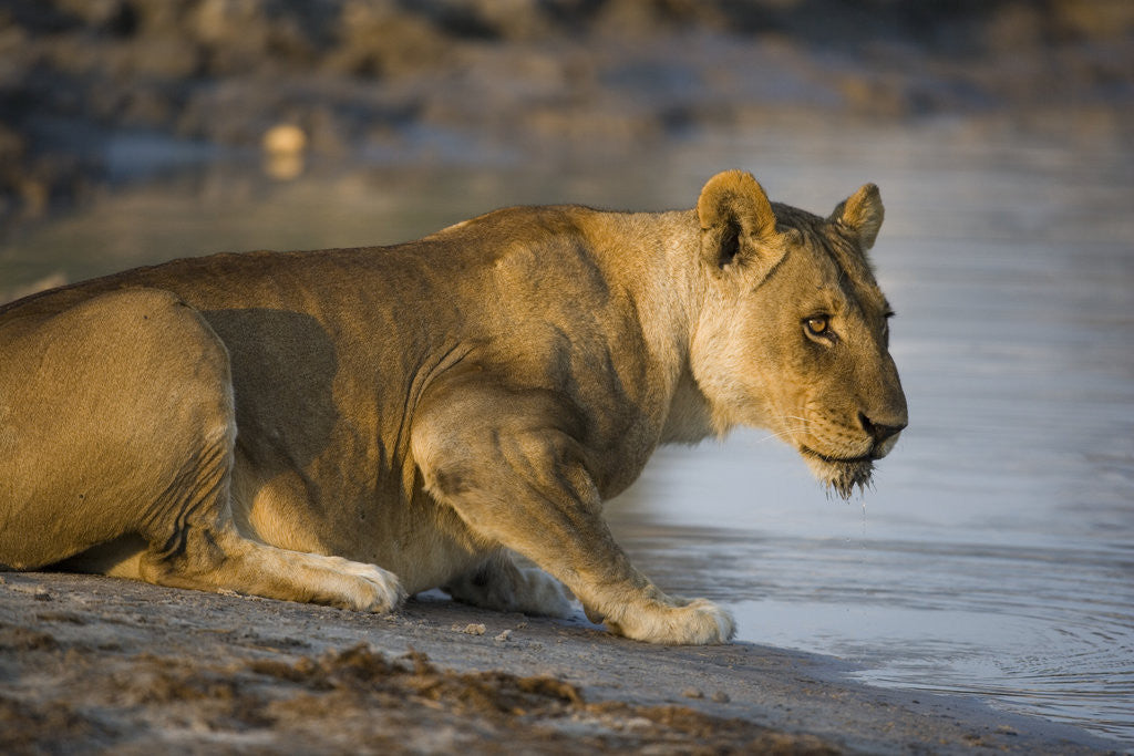Detail of Lioness with Chin Wet from Drinking by Corbis
