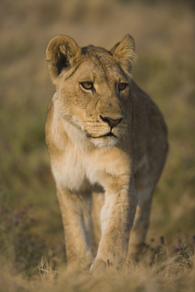 Detail of Lion Cub by Anonymous