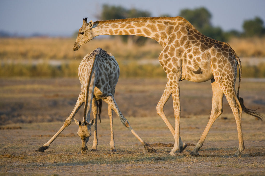 Detail of Giraffe Bending over Giraffe with Splayed Legs by Anonymous