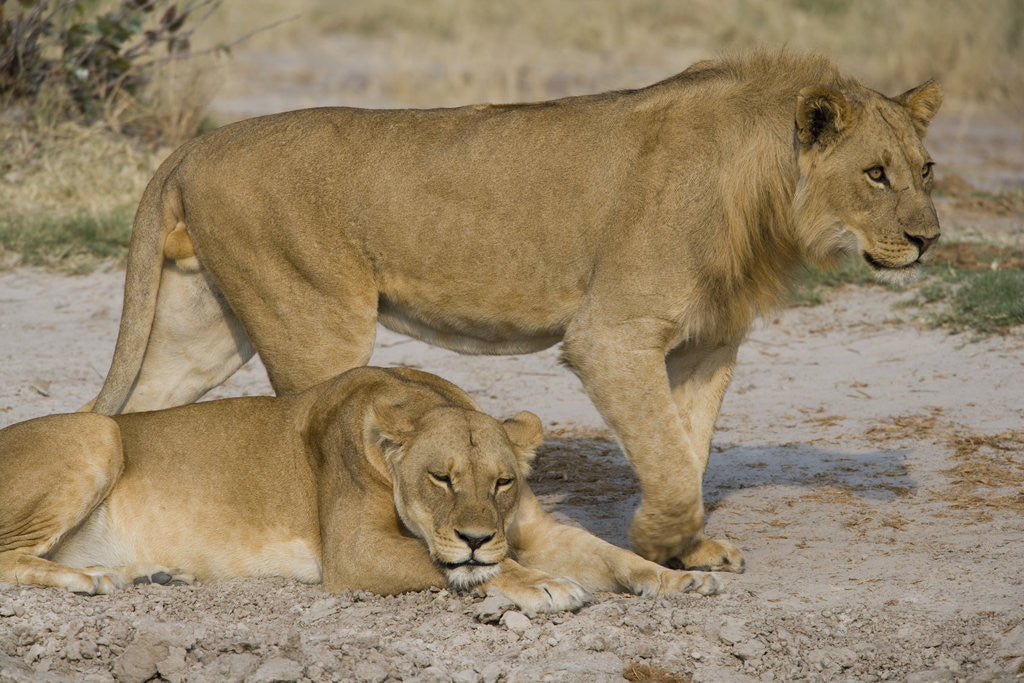 Detail of Two Lions by Anonymous