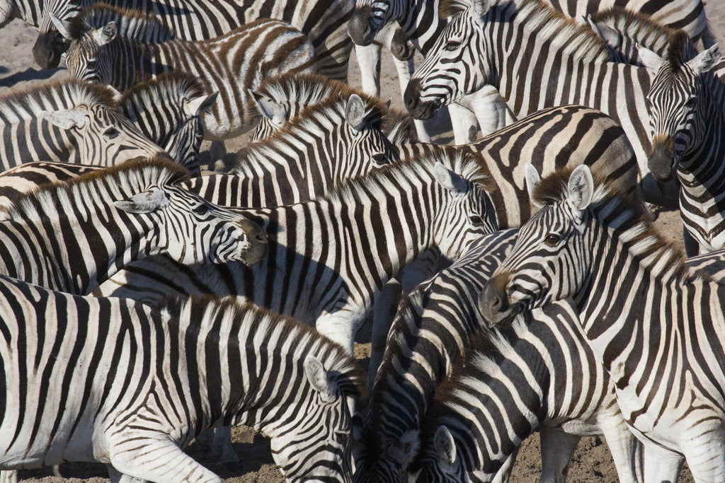 Detail of Herd of Zebras by Corbis