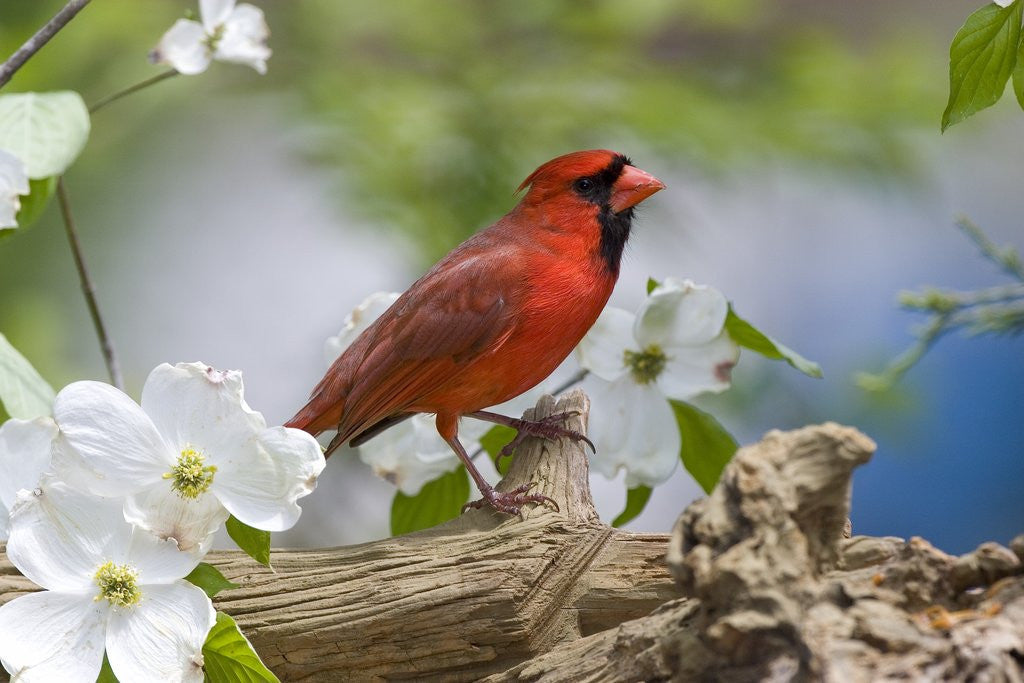 Detail of Close-up of Cardinal in Blooming Tree by Corbis