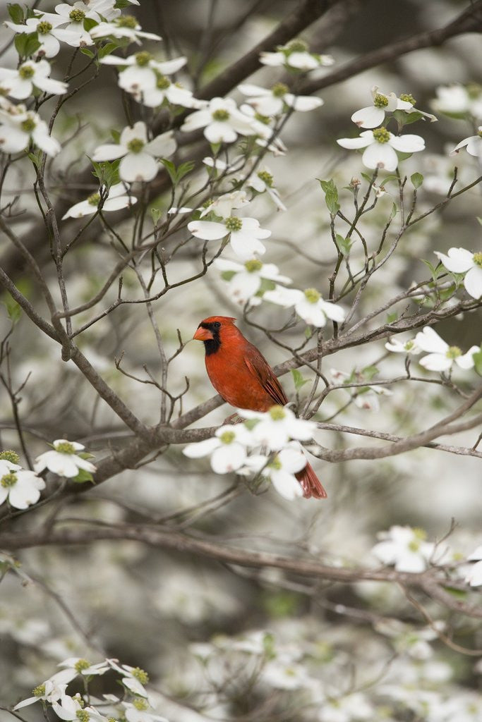 Detail of Close-up of Cardinal in Blooming Tree by Corbis