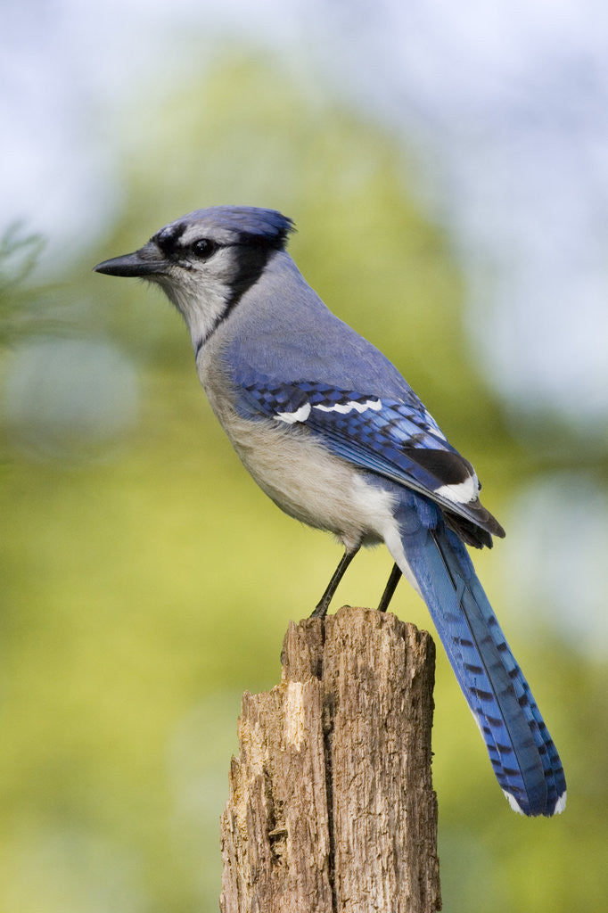 Detail of Blue Jay by Anonymous