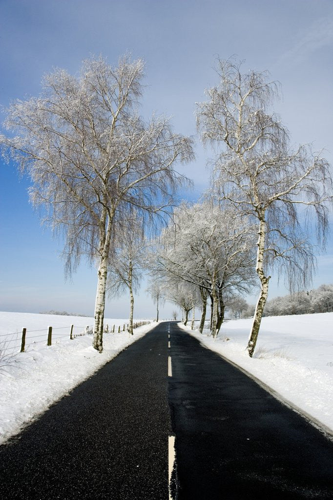 Detail of Birch Trees on Side of Road in Winter by Anonymous