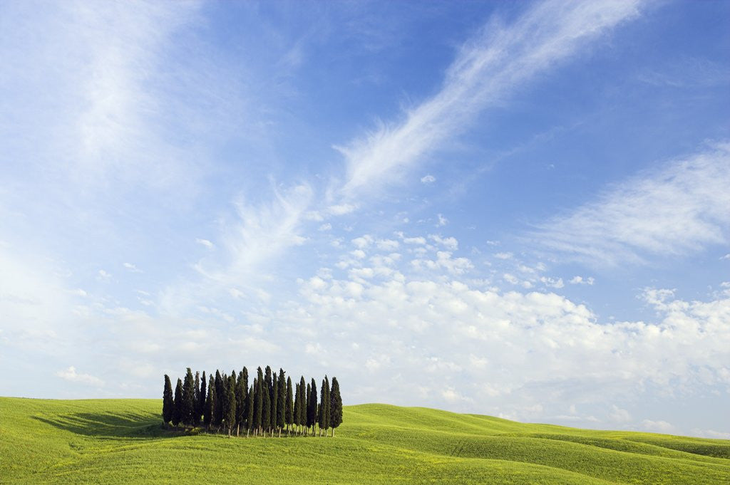 Detail of Stand of Cypress Trees in Meadow by Corbis