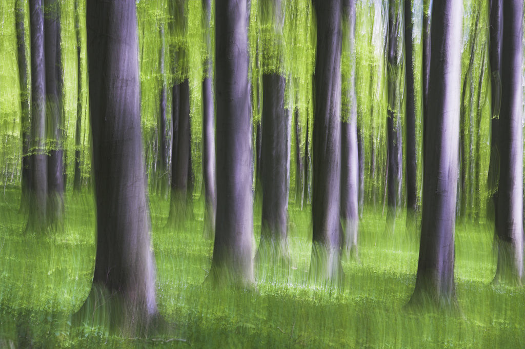 Detail of Beech Tree Forest by Anonymous