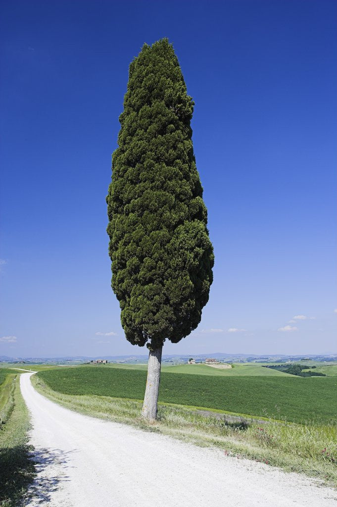 Detail of Cypress Tree by Unpaved Road by Corbis