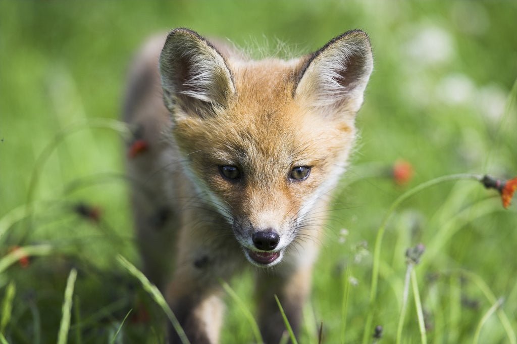 Detail of Red Fox Pup by Corbis
