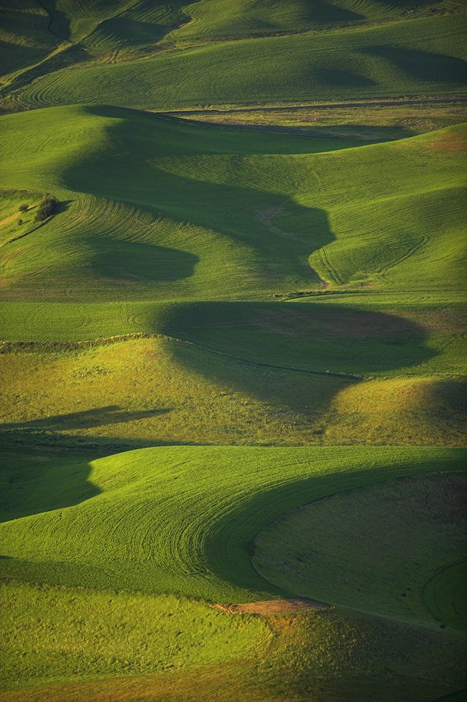 Detail of Green Hills by Anonymous