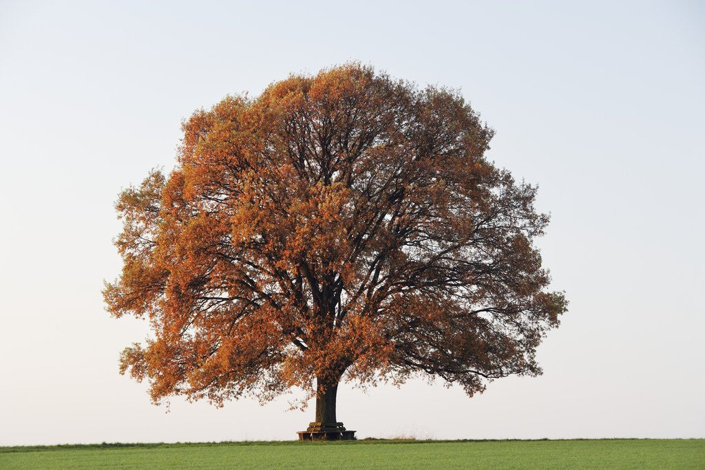 Detail of Oak Tree in Autumn by Corbis