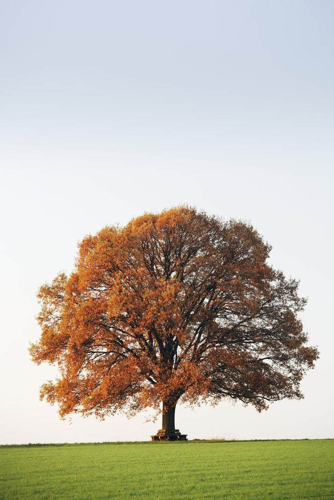 Detail of Oak Tree in Meadow by Anonymous