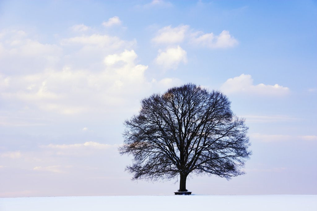 Detail of Oak Tree in Winter by Anonymous