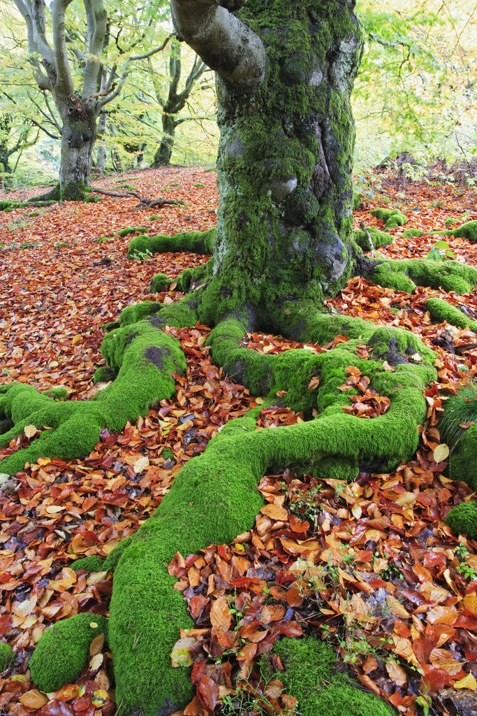 Detail of Moss Covered Roots Surrounded by Leaves by Corbis