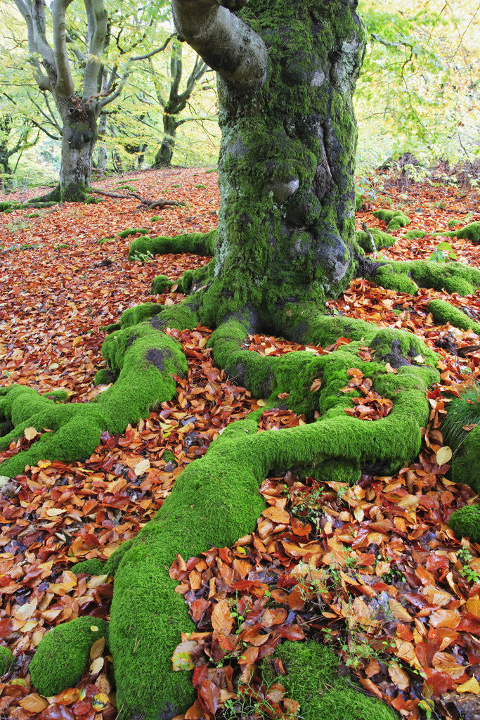 Detail of Moss Covered Roots Surrounded by Leaves by Anonymous