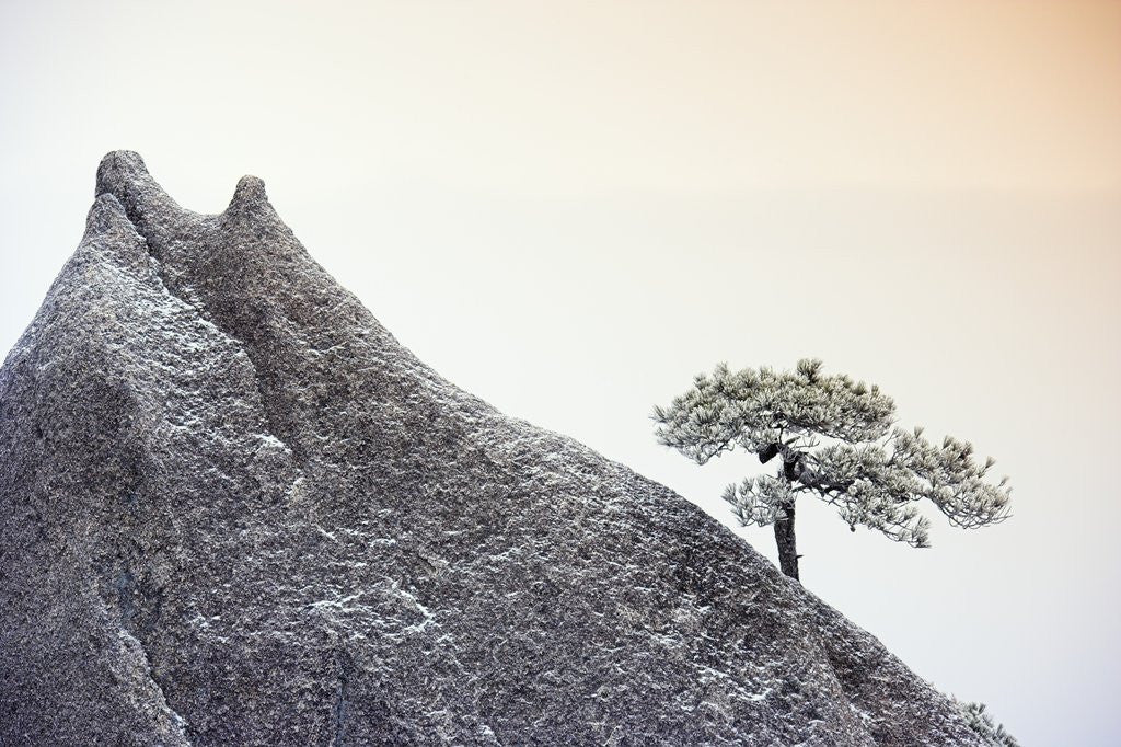 Detail of Pine Tree Growing on Mountain by Anonymous