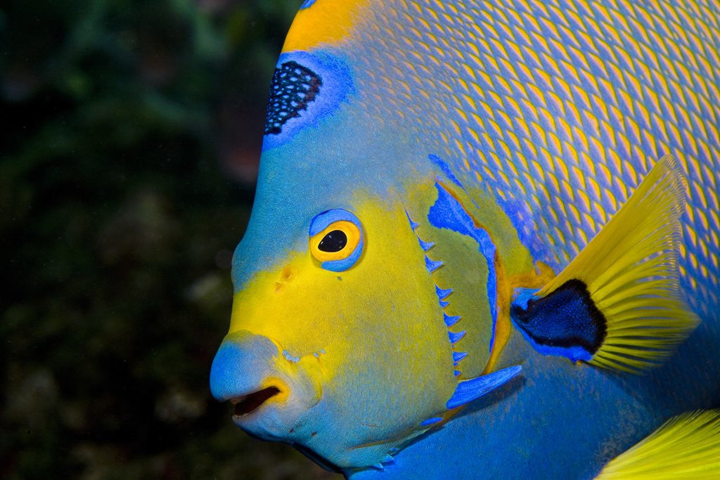 Detail of Queen Angelfish (Holacanthus Ciliaris) by Corbis