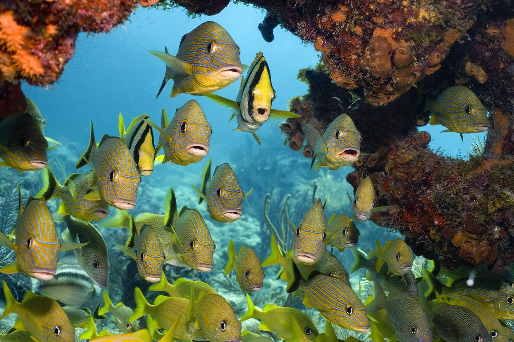 Detail of Schooling Fish Under Coral Ledge by Corbis