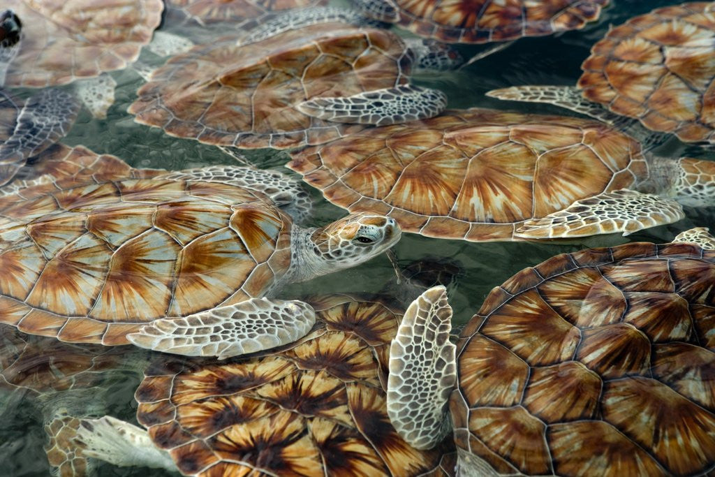 Detail of Juvenile Green Turtles in Captivity by Anonymous
