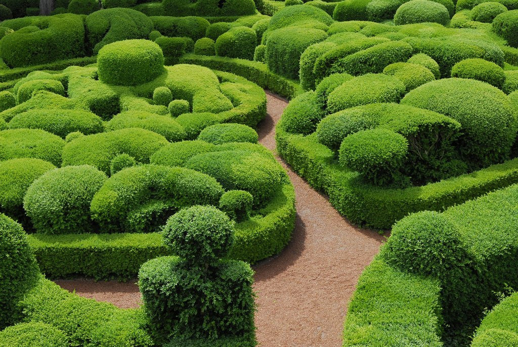 Detail of Topiary Garden at Chateau de Marqueyssac by Corbis