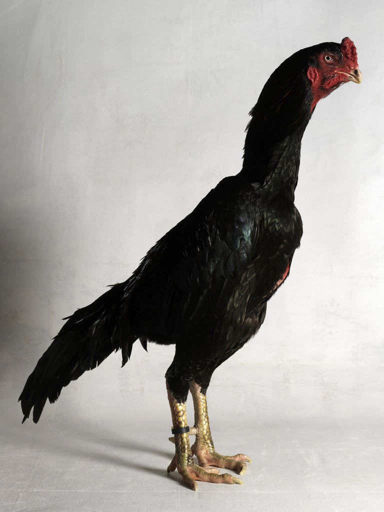 Detail of Shamo Cock by Anonymous