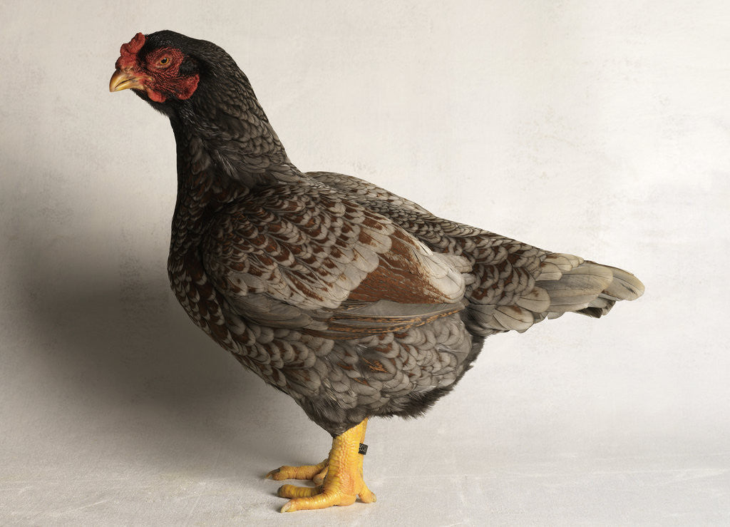 Detail of Large Black Laced Indian Game Cock by Anonymous