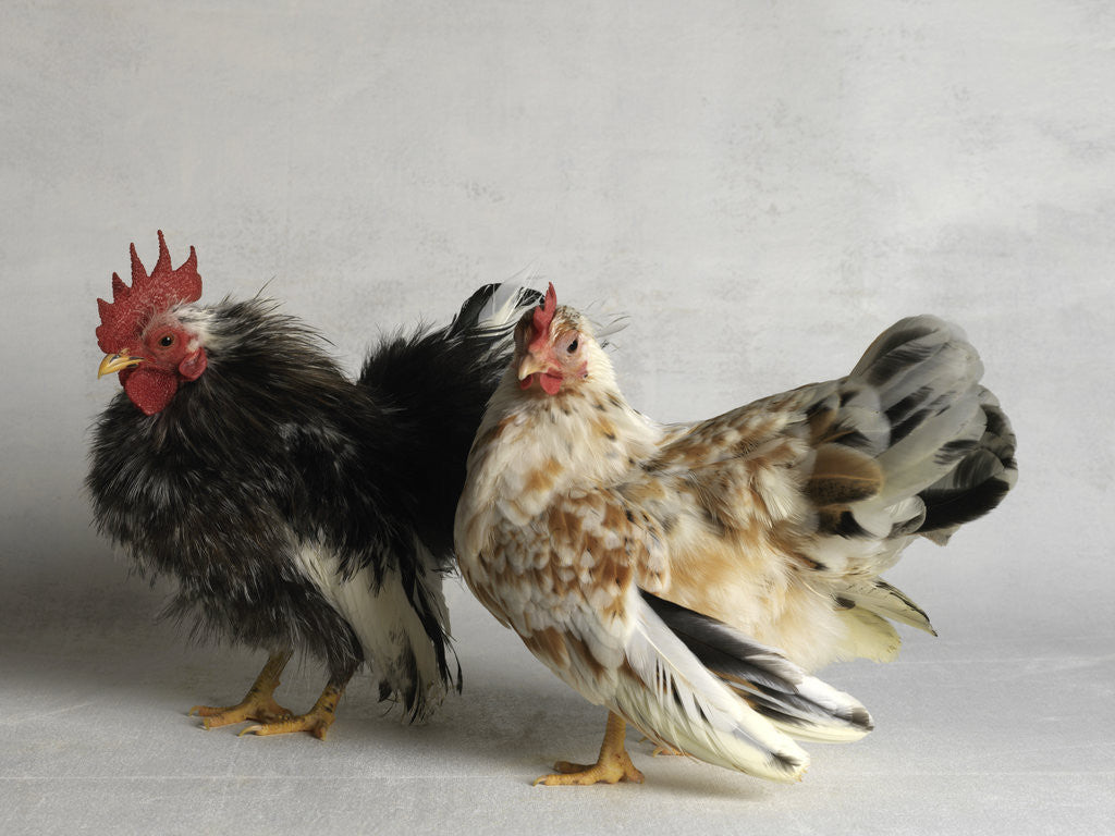 Detail of Silkied Serama Cock and Hen by Anonymous