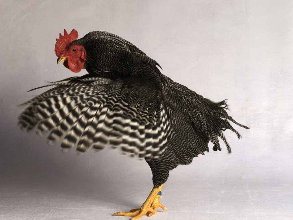 Detail of Plymouth Rock Chicken by Anonymous
