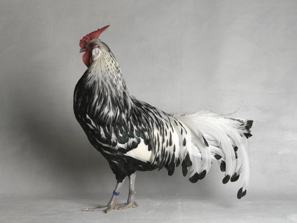 Detail of Large Hamburg Silver Spangled Cock by Anonymous