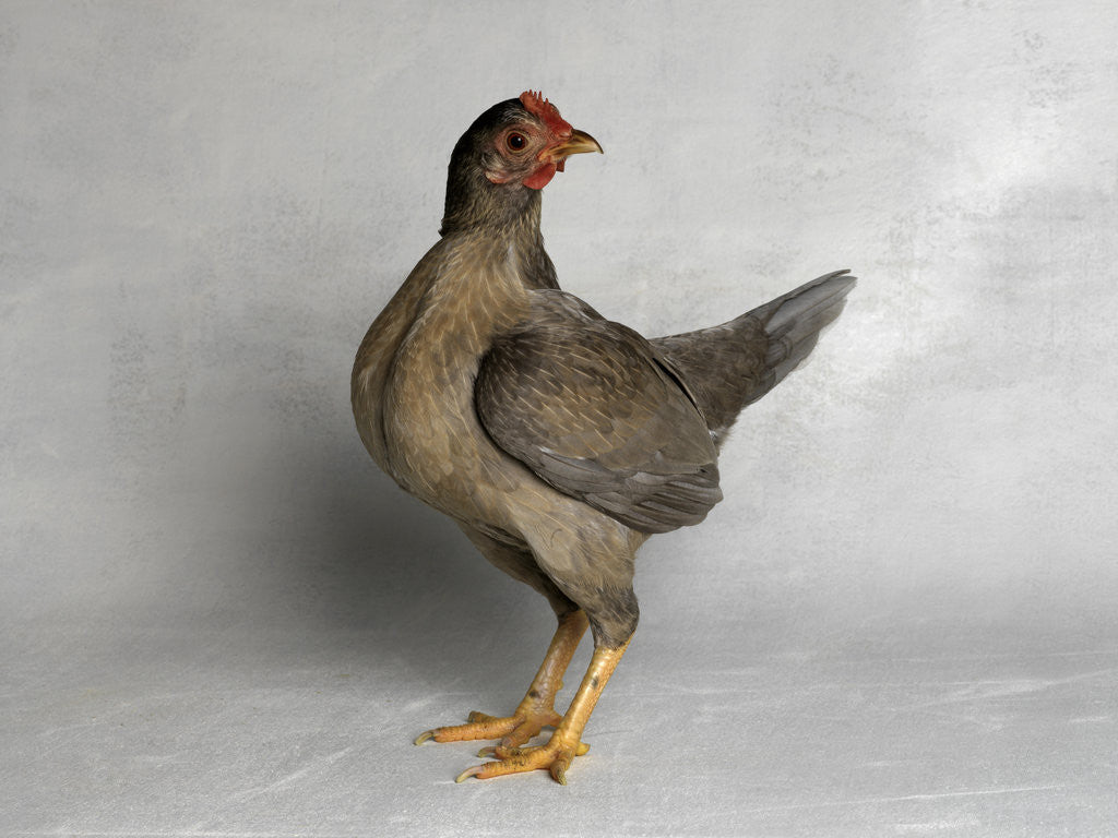 Detail of Old English Game Salmon Breasted Blue Chicken by Anonymous