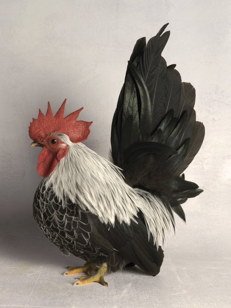 Detail of Japanese Bantam Grey Cock by Corbis