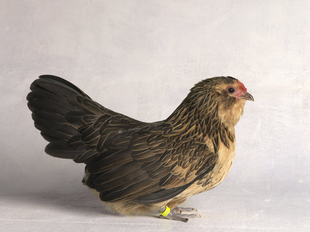 Detail of Belgian d'Anver Hen by Anonymous