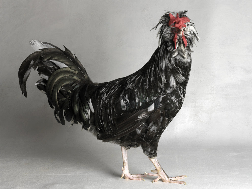 Detail of Large Houdan Cock by Anonymous