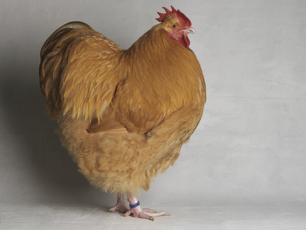 Detail of Large Buff Orpington Cock by Anonymous