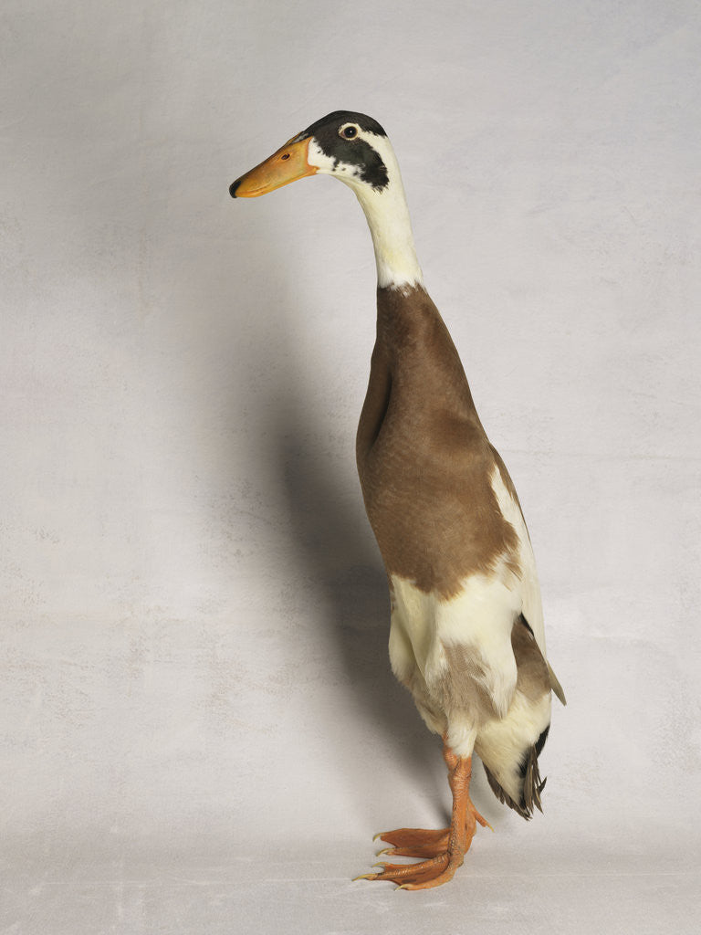 Detail of Indian Runner Duck by Anonymous