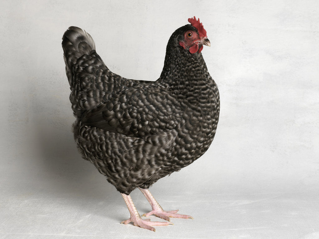 Detail of Dark Cuckoo Maran Bantam Hen by Anonymous
