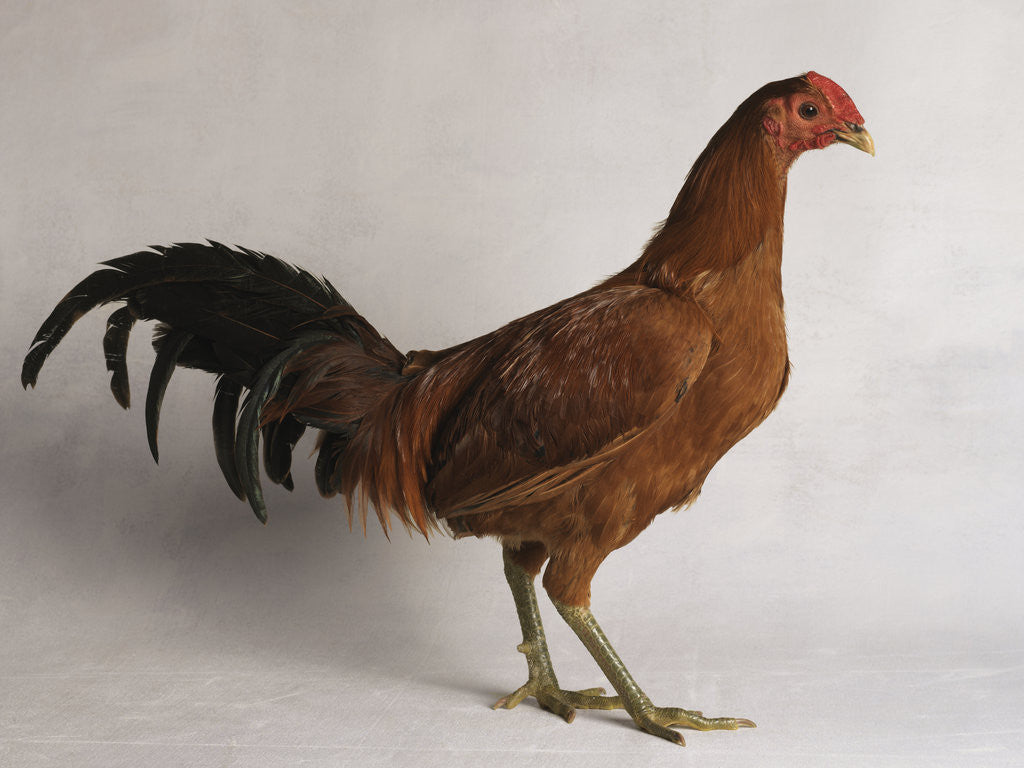 Detail of Old English Ginger Cock by Anonymous