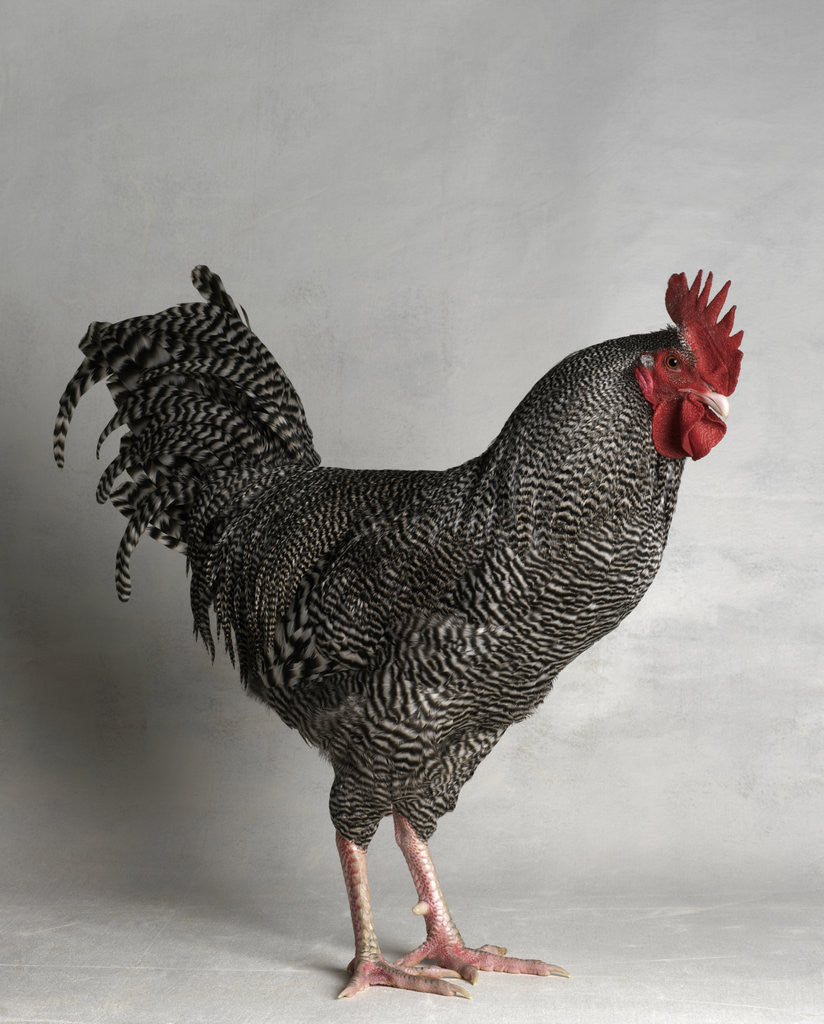 Detail of Dark Cuckoo Maran Bantam Cock by Anonymous