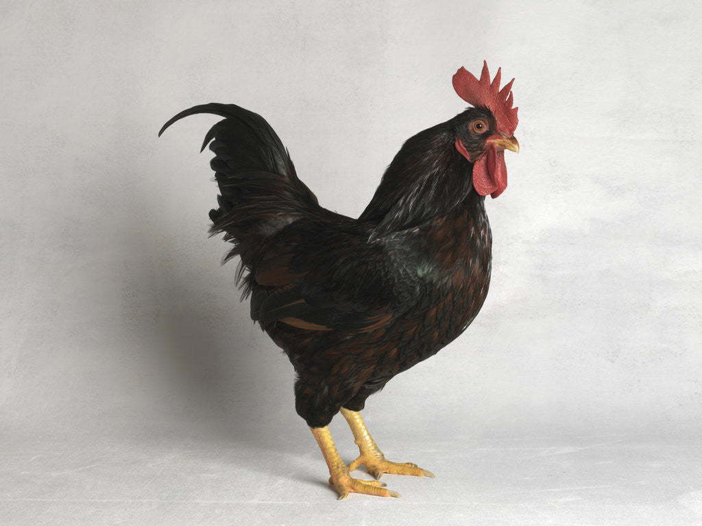 Detail of Barnevelder Cock by Anonymous
