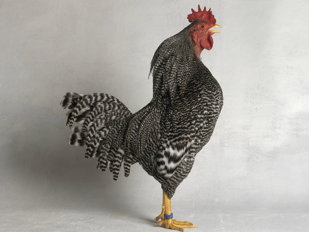 Detail of Suffolk Checker Cock by Anonymous